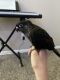 Conure Birds for sale in Lewisville, TX 75067, USA. price: $1,000