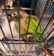 Conure Birds for sale in Issaquah, WA 98075, USA. price: NA
