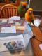 Conure Birds for sale in Flowery Branch, GA, USA. price: NA