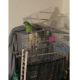 Conure Birds for sale in Albany County, NY, USA. price: $1,600