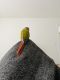 Conure Birds for sale in Virginia Beach, VA, USA. price: NA