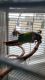 Conure Birds for sale in Allentown, PA, USA. price: NA