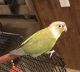 Conure Birds for sale in Carmi, IL 62821, USA. price: $200
