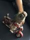 Conure Birds for sale in Madison, WI, USA. price: $700