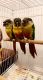 Conure Birds for sale in Los Angeles, CA, USA. price: NA