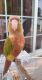 Conure Birds for sale in Erie, PA, USA. price: NA