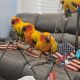 Conure Birds for sale in Buffalo, NY, USA. price: $599