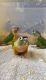 Conure Birds for sale in Bonsall, CA, USA. price: NA