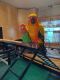Conure Birds for sale in Manchester, NH 03103, USA. price: NA