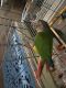 Conure Birds for sale in Williamstown, Monroe, NJ 08094, USA. price: $700