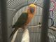 Conure Birds for sale in 8100 Carlisle Dr, Hanover Park, IL 60133, USA. price: $550