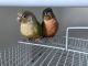 Conure Birds for sale in Bronx, NY 10462, USA. price: NA