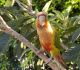 Conure Birds for sale in South Los Angeles, Los Angeles, CA, USA. price: NA