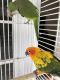 Conure Birds for sale in Temple Terrace, FL, USA. price: NA