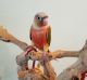 Conure Birds for sale in Hollywood, FL, USA. price: NA