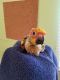 Conure Birds for sale in Hollywood, FL, USA. price: NA