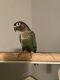 Conure Birds for sale in Knoxville, TN, USA. price: $200