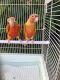 Conure Birds for sale in Miami, FL 33155, USA. price: $1