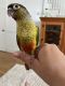 Conure Birds for sale in Terre Hill, PA 17519, USA. price: $375