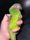 Conure Birds for sale in Winfield, MO 63389, USA. price: NA