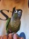 Conure Birds for sale in Albany, NY, USA. price: $450