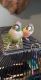 Conure Birds for sale in Ashland City, TN 37015, USA. price: $800