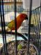 Conure Birds for sale in Riverside, CA, USA. price: $600