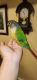 Conure Birds for sale in Troy, MI, USA. price: $500