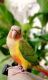 Conure Birds for sale in Staten Island, NY, USA. price: $600