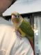 Conure Birds for sale in 1300 Vick Rd, Apopka, FL 32712, USA. price: NA