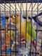 Conure Birds for sale in Henrico, VA 23294, USA. price: NA
