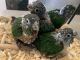 Conure Birds for sale in Orange City, FL, USA. price: $275