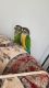 Conure Birds for sale in Landover, Greater Landover, MD 20784, USA. price: NA