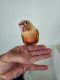 Conure Birds for sale in Hollywood, FL, USA. price: $500