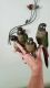 Conure Birds for sale in Hollywood, FL, USA. price: $450