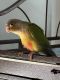 Conure Birds for sale in Chester, MD 21619, USA. price: $300