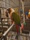 Conure Birds for sale in Monroe, NY 10950, USA. price: $700