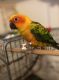 Conure Birds for sale in Chester, NY 10918, USA. price: $700