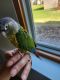 Conure Birds for sale in St Paul, MN 55123, USA. price: NA