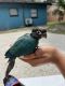 Conure Birds for sale in Mt Dora, FL 32757, USA. price: $450