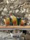 Conure Birds for sale in Woodland Hills, Los Angeles, CA, USA. price: NA