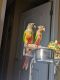 Conure Birds for sale in New York, NY, USA. price: $600