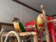 Conure Birds for sale in Clarion, PA 16214, USA. price: NA