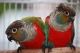 Conure Birds for sale in New Haven, CT, USA. price: NA