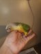 Conure Birds for sale in Queens, NY, USA. price: NA