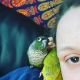 Conure Birds for sale in Columbus, OH, USA. price: $700