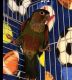Conure Birds for sale in Phoenix, AZ 85032, USA. price: NA