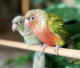 Conure Birds for sale in Glendora, CA, USA. price: $200