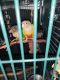 Conure Birds for sale in New Braunfels, TX, USA. price: NA