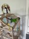 Conure Birds for sale in Graham, NC, USA. price: $450